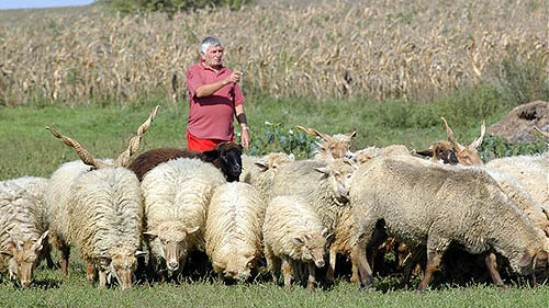 juhászképzés a Debreceni Egyetemen