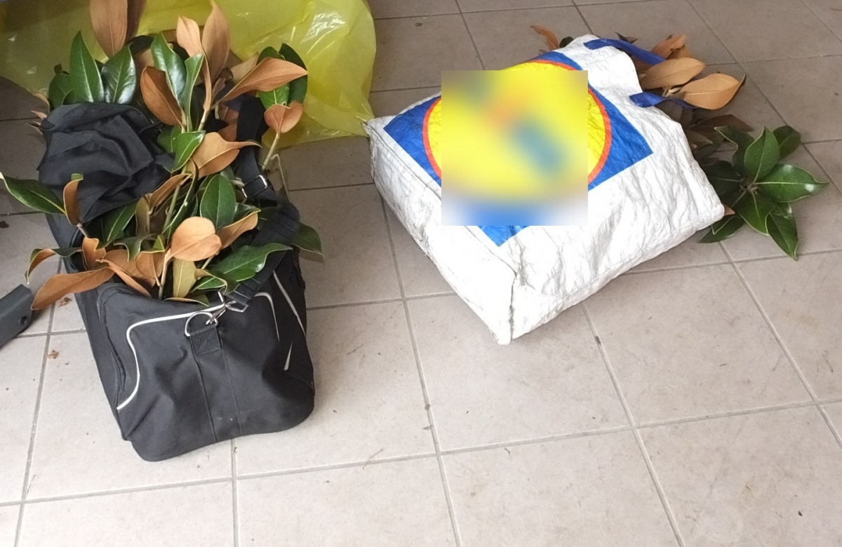 Magnóliát rongált egy férfi Debrecenben