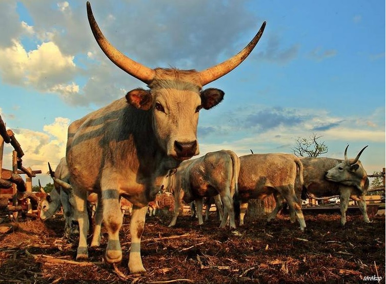 Kihajtási ünnep Hajdúnánáson