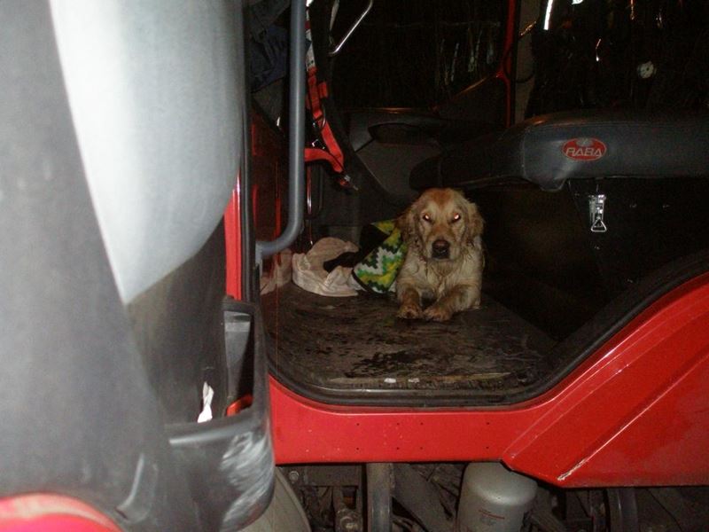 Kutyát mentettek a Vekeri-tóból