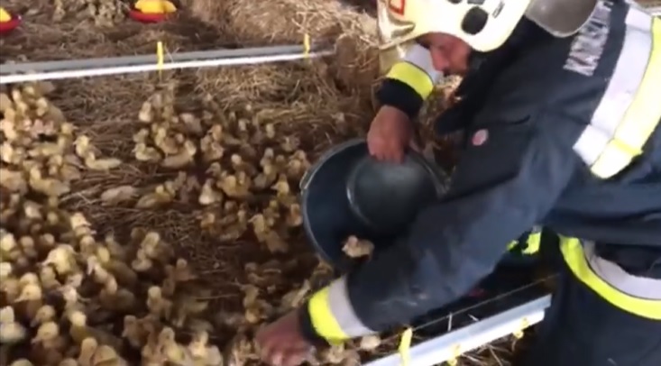 20 ezer kiskacsát mentettek meg a tűzoltók Hajdúböszörményben