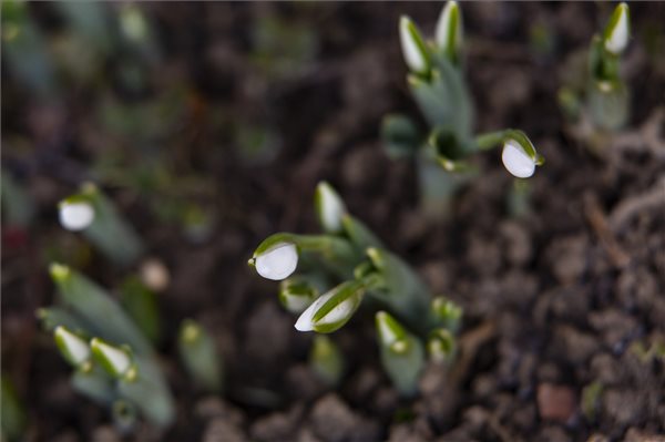 Nyílik a hóvirág Nagykanizsán