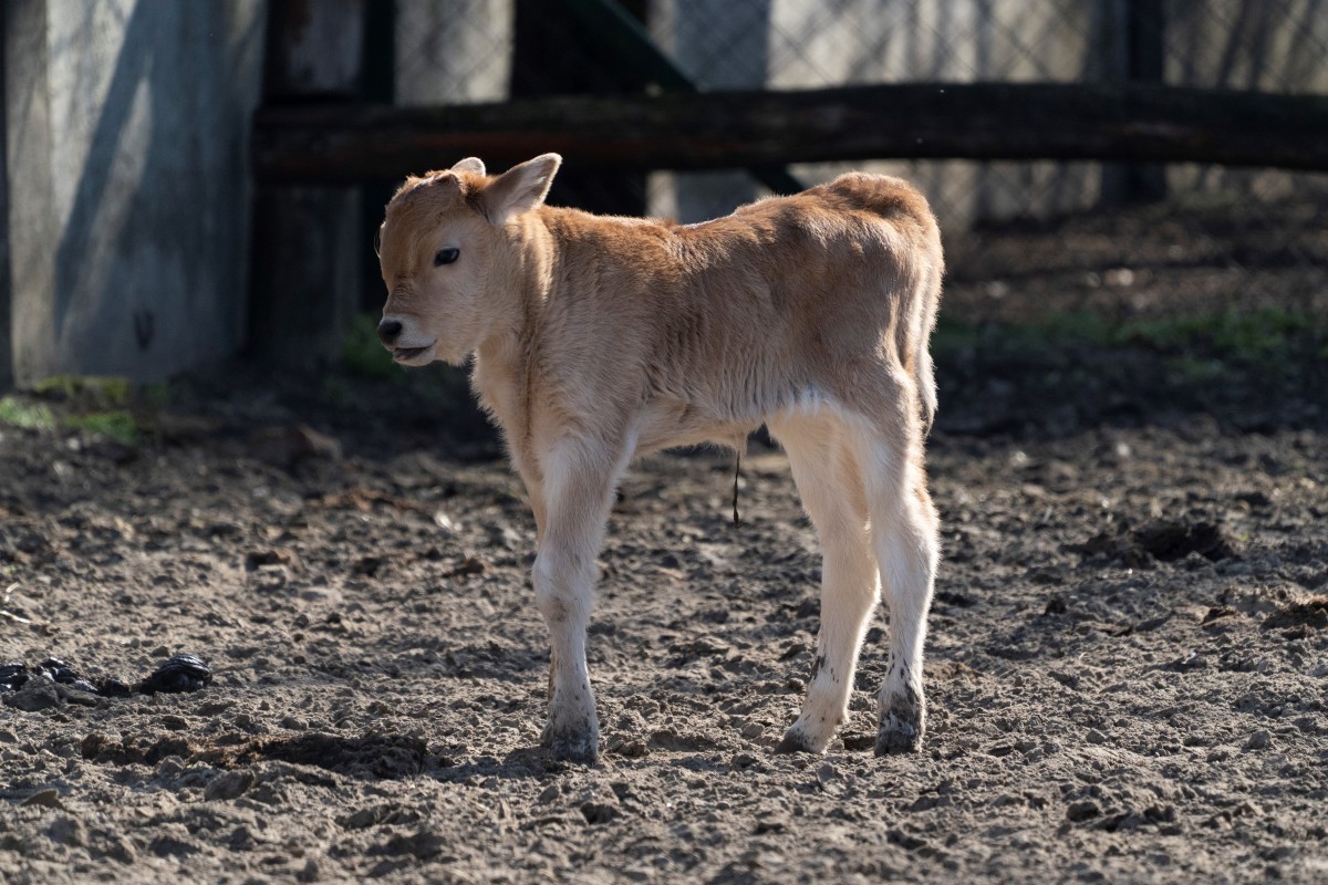 Magyar szürkemarha született a debreceni állatkertben