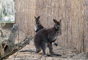 Bennett-kenguru debreceni állatkert