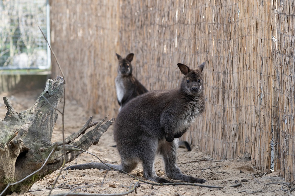 Bennett-kenguru debreceni állatkert