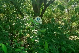 Nagyerdő hete programok