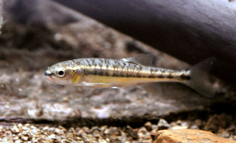 Fürge cselle