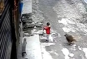 majom támadt gyermekre