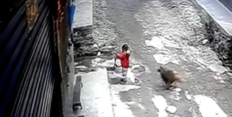 majom támadt gyermekre