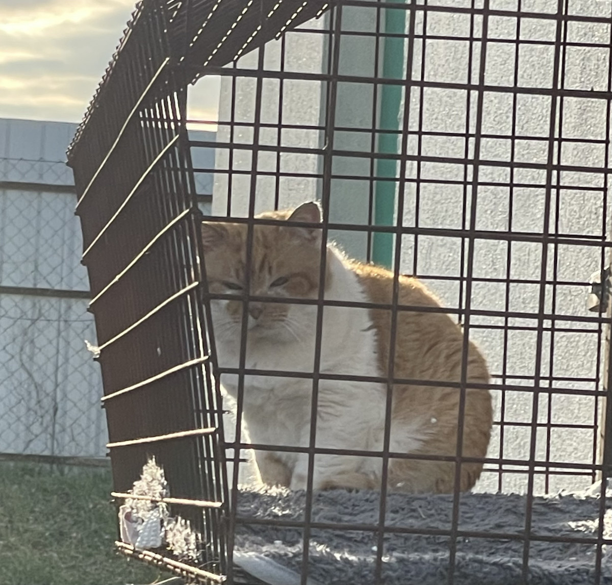 Együtt az állatokért Debrecen