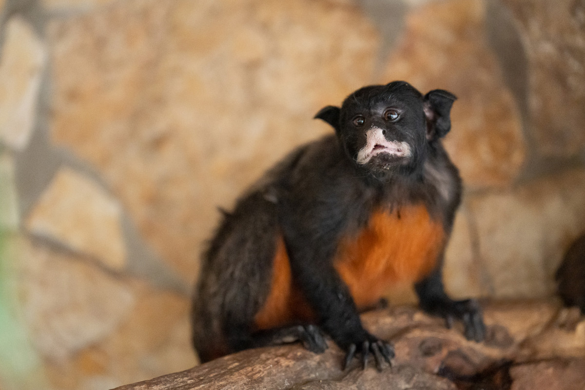 Fehérajkú tamarin érkezett a debreceni állatkertbe