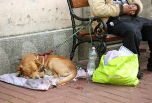 hajléktalan, kutya, szegénység