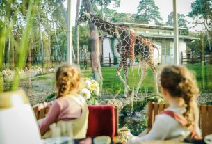 Debreceni állatkert zsiráfok