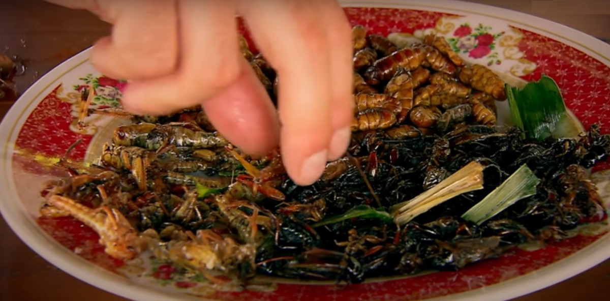 Sült tücsök, rovarevés