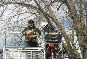 Kidőlt fához riasztották a tűzoltókat Balmazújvároson
