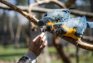 Kéktorkú arák a debreceni állatkertben