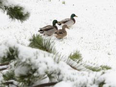 Havazás Nyíregyházán