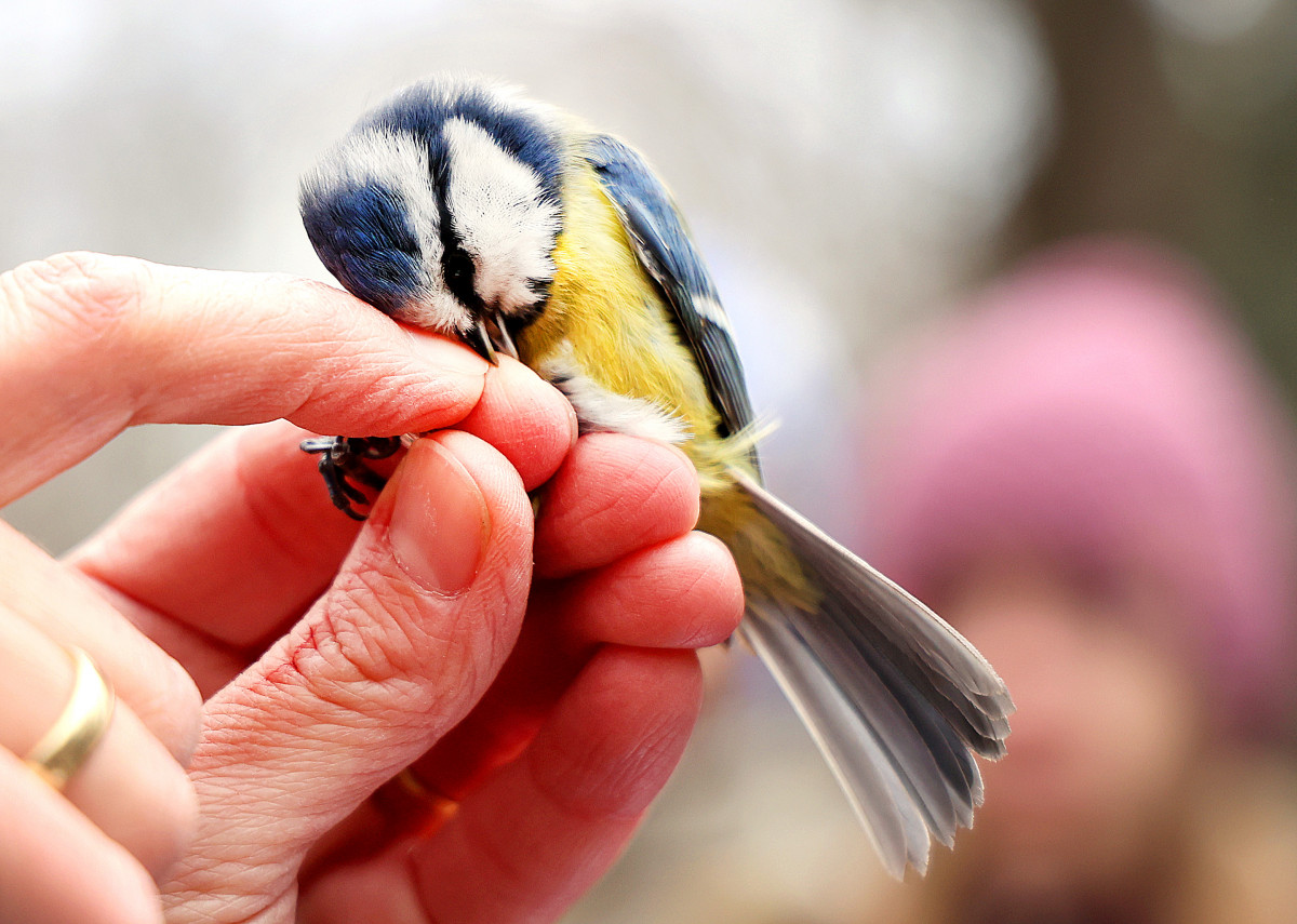Szeged, madár, madárgyűrűzés