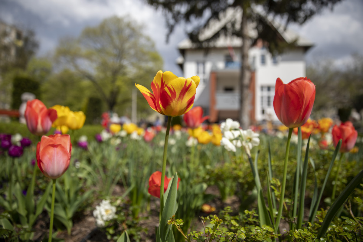 Borsos villa Debrecen