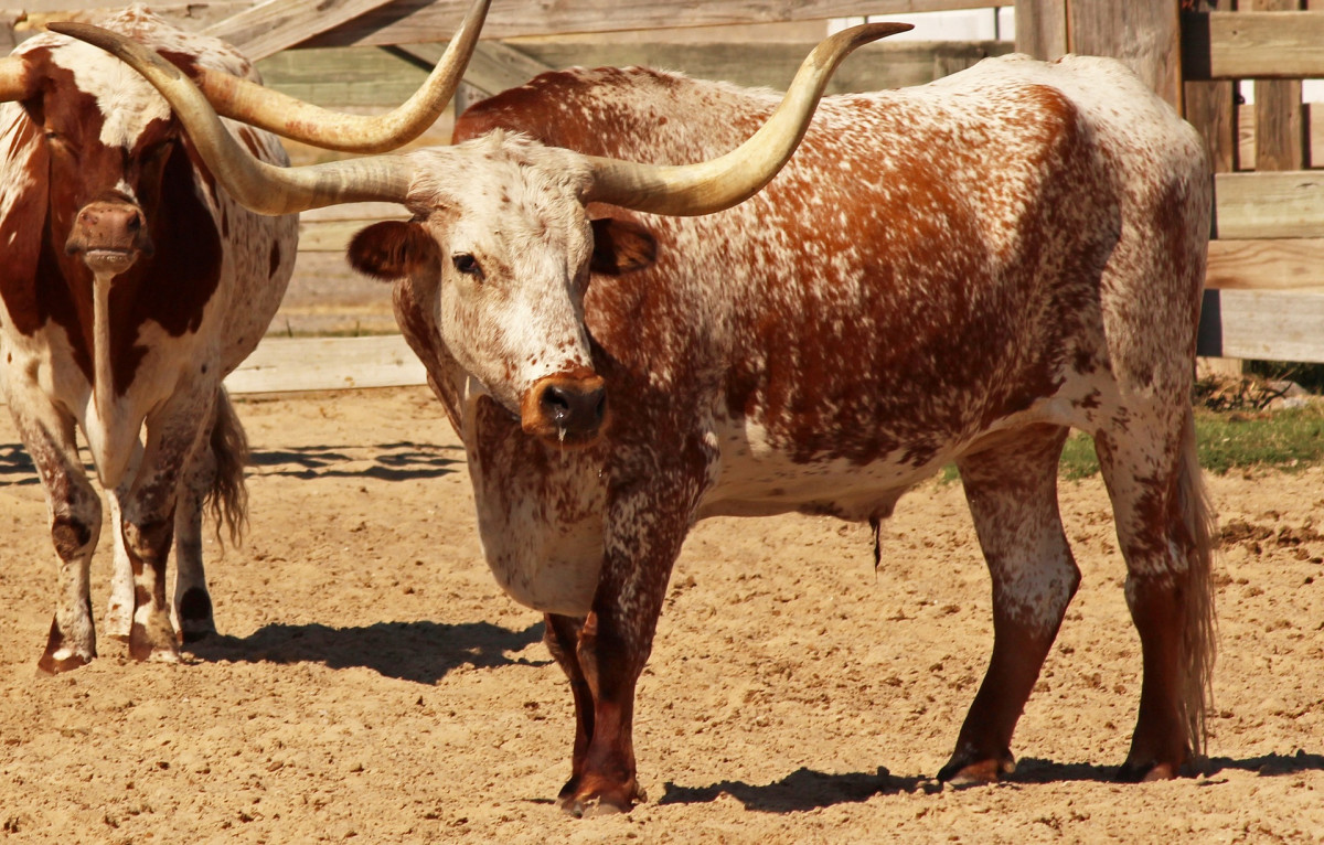 Texasi longhorn szarvasmarha