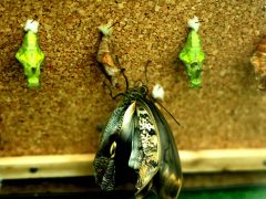 Szeged, lepke, Füvészkert, lepkeház, természet, turizmus, látnivaló