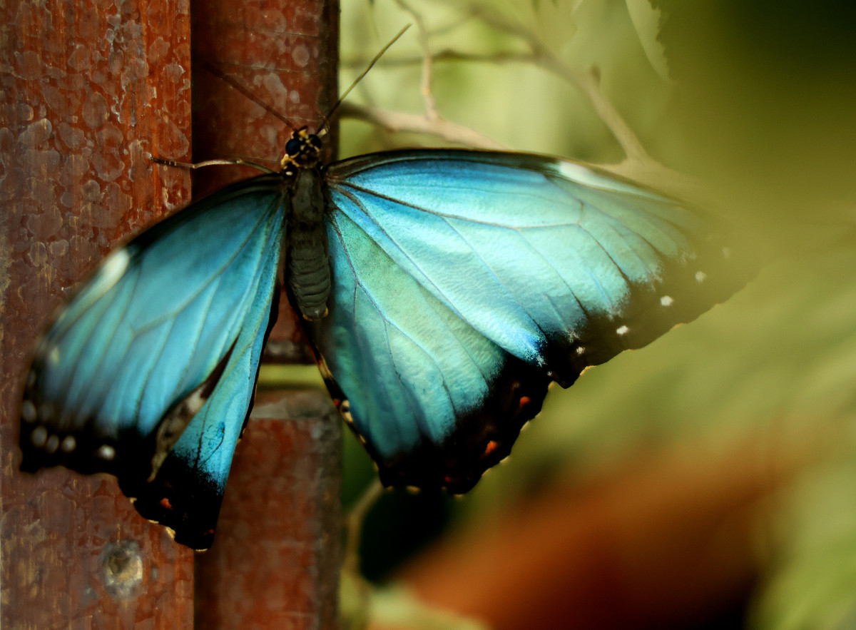 Szeged, lepke, Füvészkert, lepkeház, természet, turizmus, látnivaló