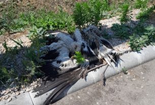 Megégett, elpusztult gólyák