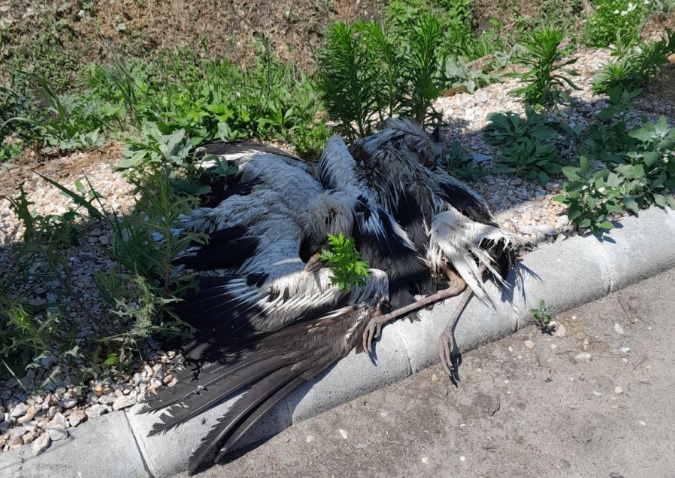 Megégett, elpusztult gólyák