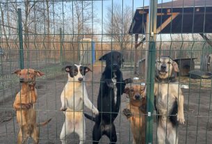 Puli Állatvédő Egyesület kutyamenhely Debrecen