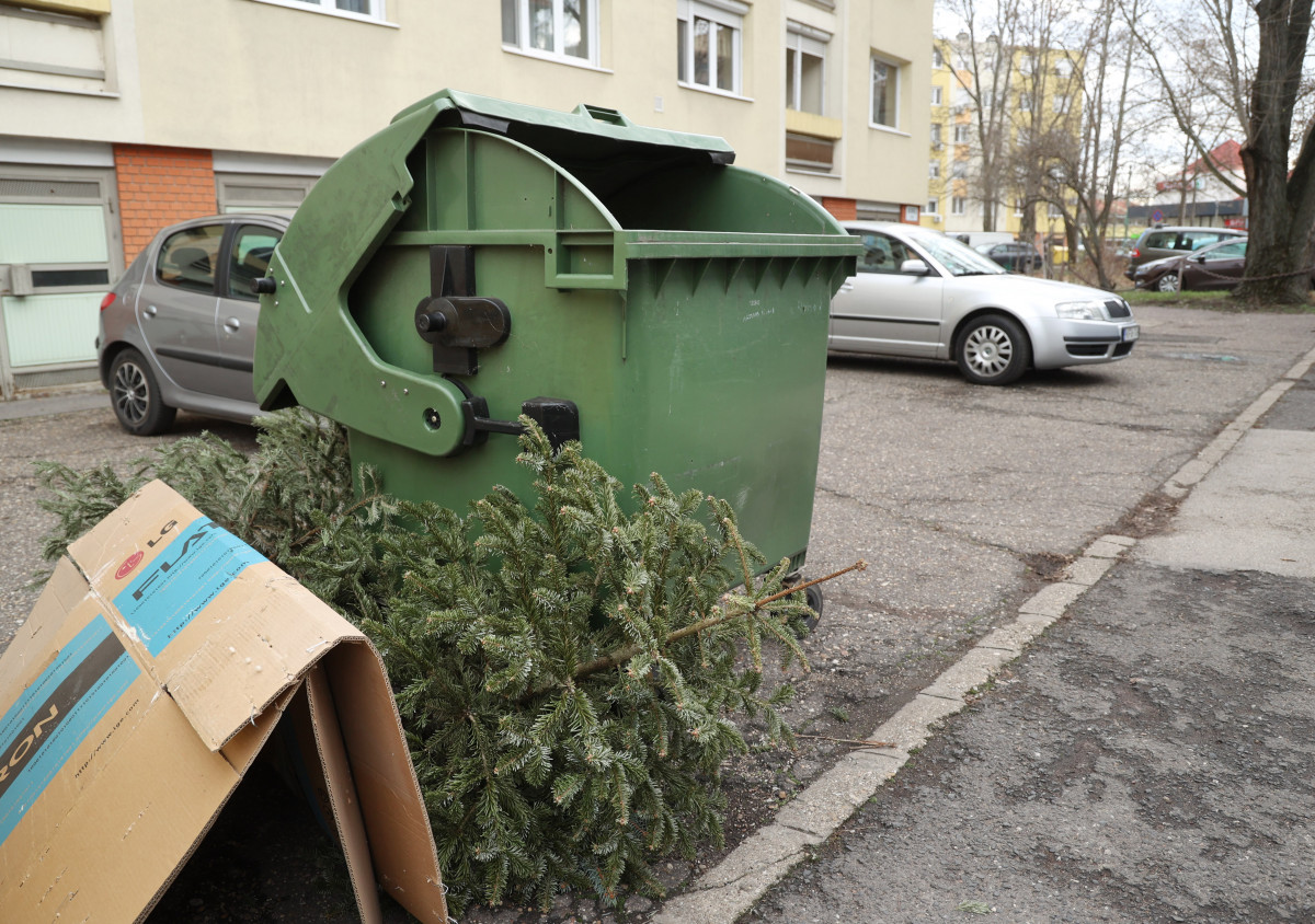 Szeged, kidobott fenyő, fenyőfa, Kemes utca, lakotelep