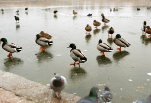 Szeged, vízimadarak, madár,galamb, Pláza-tó, jég, befagy, tél, hideg