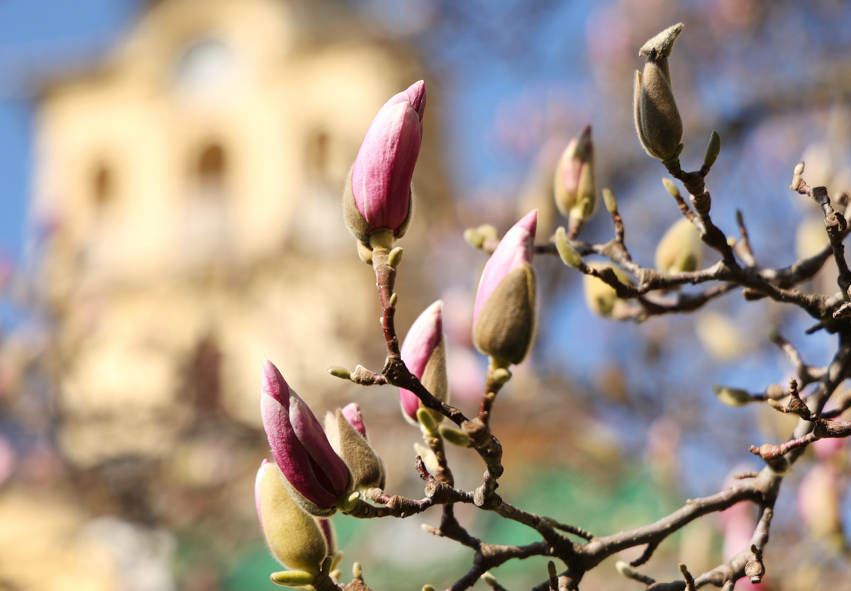 Szeged, tavasz, természet, időjárás, február, virágzás, magnólia, Széchenyi tér