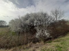 Virágzó fák Debrecenben