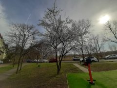 Virágzó fák Debrecenben