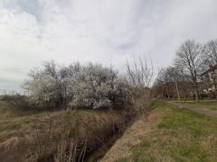 Virágzó fák Debrecenben