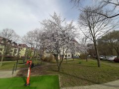 Virágzó fák Debrecenben