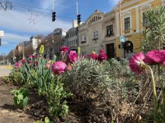 Virágos Debrecen