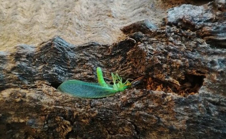 Kémiai szúnyogirtás Debrecenben