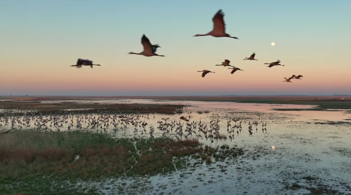 Darvak a Hortobágyon
