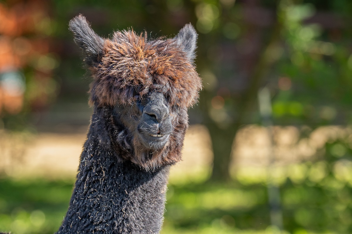Alpaka a debreceni állatkertben