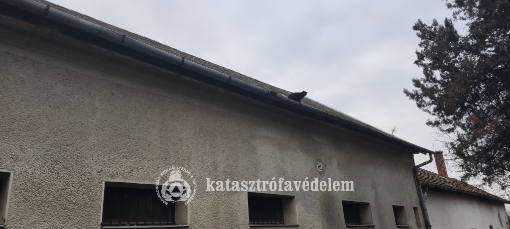 Macskát mentettek a püspökladányi tűzoltók