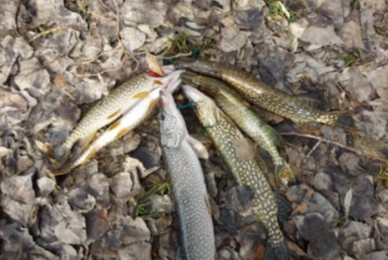 Rapsicokat füleltek le a Keleti-főcsatornán