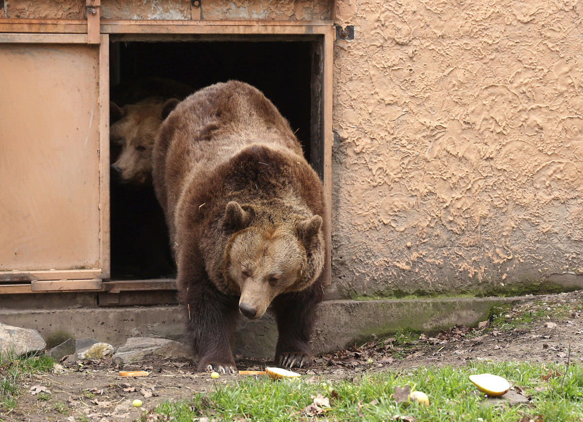 Szeged, Vadaspark, medveles, medve, tél, február, barnamedve, Mici és Ursula, árnyék