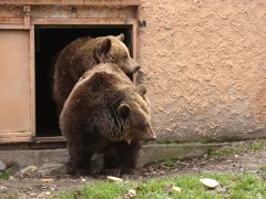 Szeged, Vadaspark, medveles, medve, tél, február, barnamedve, Mici és Ursula, árnyék