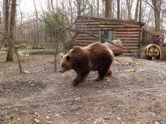 Szeged, Vadaspark, medveles, medve, tél, február, barnamedve, Mici és Ursula, árnyék