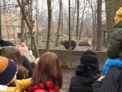 Szeged, Vadaspark, medveles, medve, tél, február, barnamedve, Mici és Ursula, árnyék