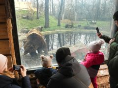 Szeged, Vadaspark, medveles, medve, tél, február, barnamedve, Mici és Ursula, árnyék
