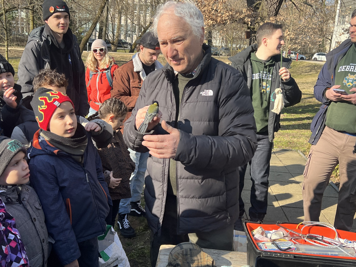 Madárgyűrűzés Debrecenben