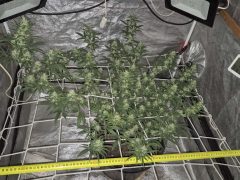 Kábítószergyanús anyagok kerültek elő az autókból Egyeken és Püspökladányban is