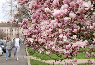 Szeged, virág, virágzik, Széchenyi tér, magnólia, magnólia fa, természet, tavasz, március, virág